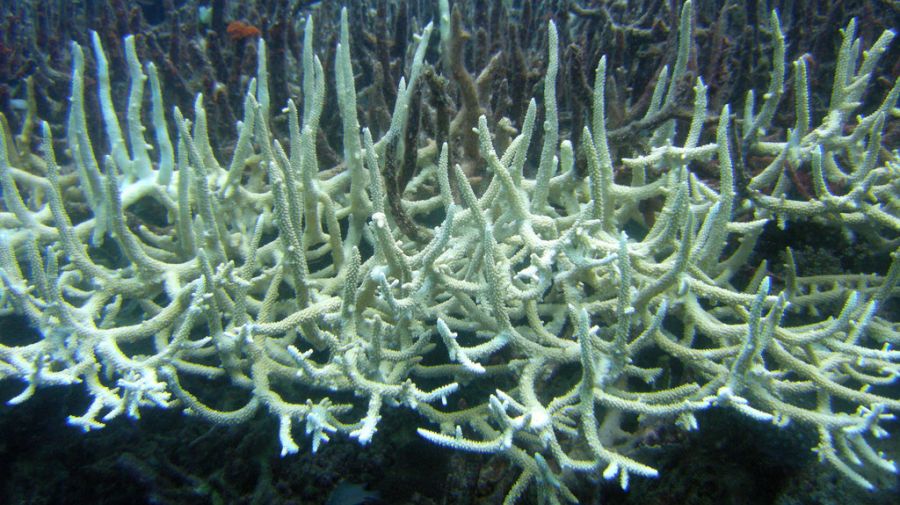 Blanqueamiento de Coral en La Gran Barrera (Australia) Foto: Matt Kieffer
